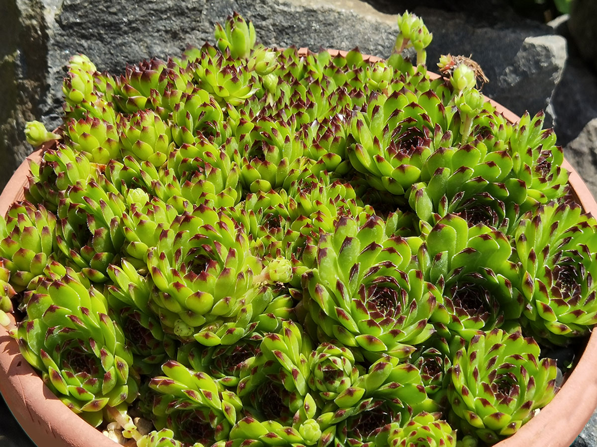 Sempervivum 'Black Top'